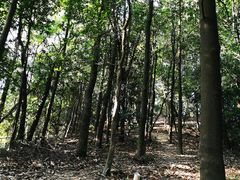 -火炉山森林公园