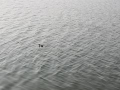 -羊山湖公园