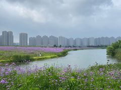 -洋湖国家湿地公园
