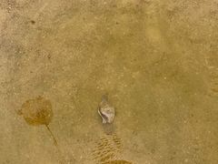 -碧海金沙