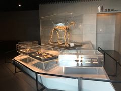 -北京周口店北京人遗址博物馆