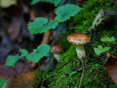 -青峰峡国家森林公园