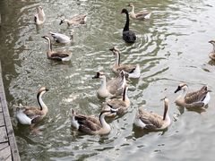 -溱湖国家湿地公园