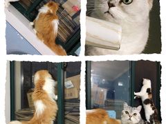 -喵的天空名猫咖啡馆·撸猫·猫舍·用品