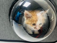 -伟伟宠物医院·CT影像中心·瑞派犬猫综合性门诊(汉口总院)