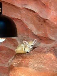 -Zoolung Zoolung动物主题公园(海信广场店)