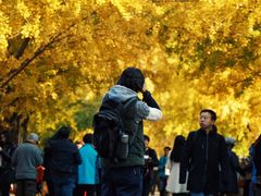 -三里屯东五街银杏大道