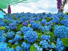 -荷兰花海