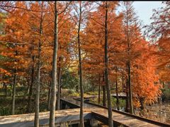 -昆山城市生态森林公园