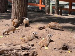 -北京野生动物园