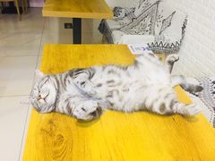 -平行世界·猫咖(首经贸店)
