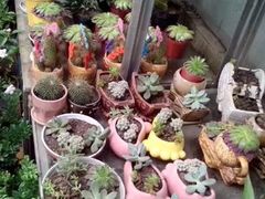 -三圣花乡旅游区