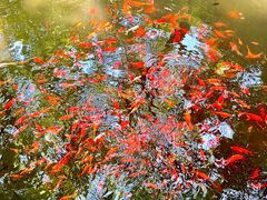 -鹅岭公园瞰胜楼