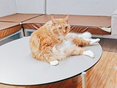 -MOCHA明星猫咖(田子坊店)