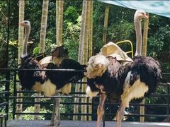 -三亚亚龙湾人间天堂鸟巢度假村