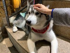 -more than meow吴止猫主题餐厅(承德 中船汇店)