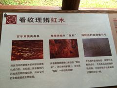 -南宁良凤江国家森林公园