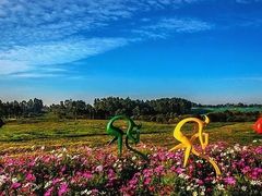 -空港花田景区