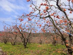 -凤凰山斑鱼馆(恭城店)