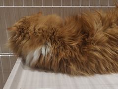 -藏猫猫咖啡主题馆(中央大道店)