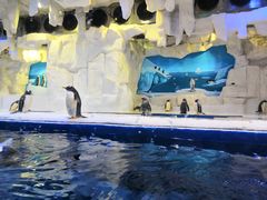 -华夏文旅海洋公园