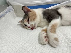 -灵美宠物诊所