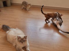 -有喵·猫咖·狗咖·30几只猫10只小狗(岗厦店)