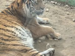 -栾川竹海野生动物园