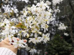 -铁山坪森林公园