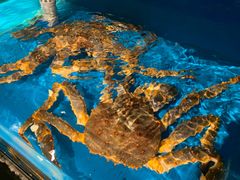 -蟹田居·活蟹料理(东城店)