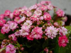 -双季花艺园艺市场(浦东店)