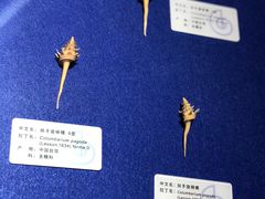 -贝壳王国博物馆