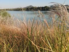 -羊山湖公园