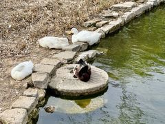 -春风习习