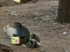 -昆明动物园