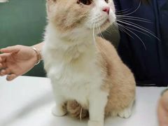 -宠物星动物医院·眼科·异宠·猫科(江南大道总院)