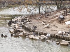 -盐城丹顶鹤湿地生态旅游区