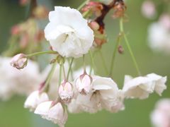 -天适樱花悠乐园