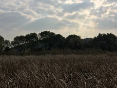 -西湖风景区-江洋畈生态公园