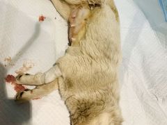 -喜洋洋宠物医院(震川路总店)