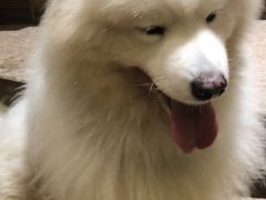 -more than meow吴止猫主题餐厅(承德 中船汇店)