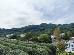 -龙井村