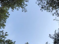 -铁山坪森林公园