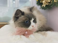 -爱洗澡的猫(望京店)