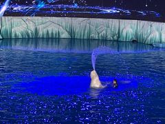 -海合安青岛极地海洋公园