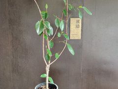 -木守西溪溪隐餐厅