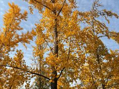 -汉长安城未央宫国家考古遗址公园