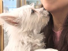 -翊宠yipet猫狗购宠庄园犬舍•猫舍