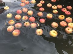 苹果浴-深业半汤御泉庄温泉