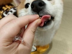 -逗柴咖啡屋·狗咖猫咖宠物桌游
